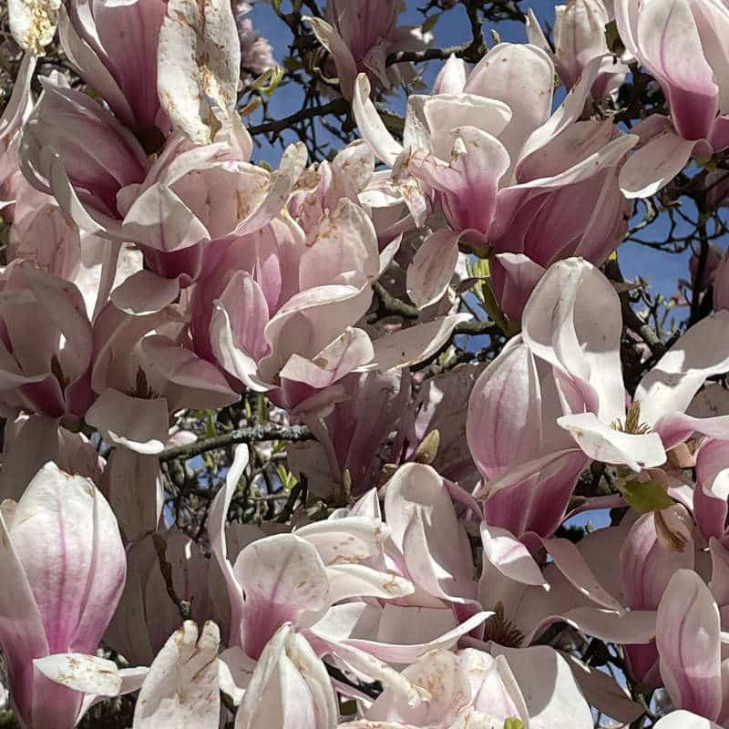 Magnolienblüte