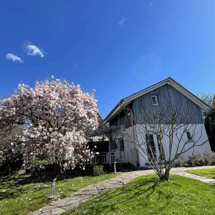 Blick auf das Ferienhaus von außen bei schönstem Frühlingswetter und dem schönen Magnolienbaum