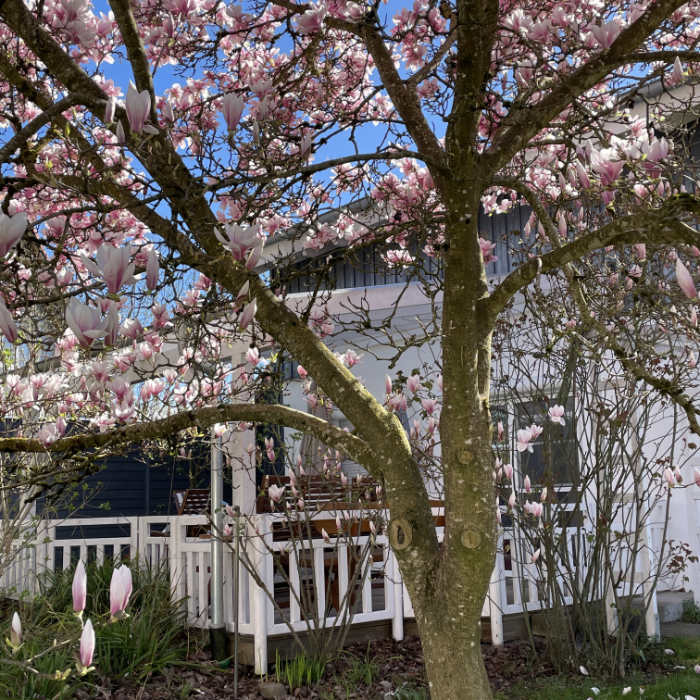 Terrasse durch den Magnolienbaum hindurch fotografiert.