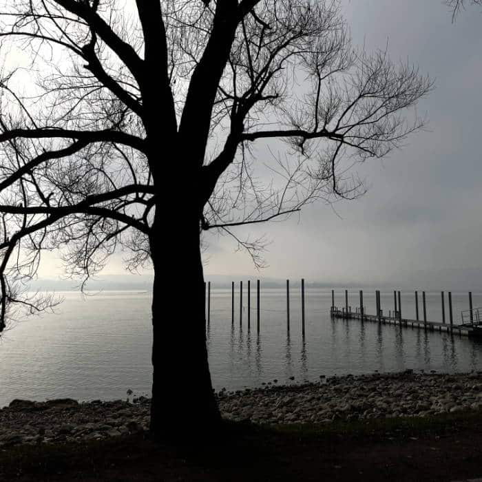 Baum am Steg am Morgen