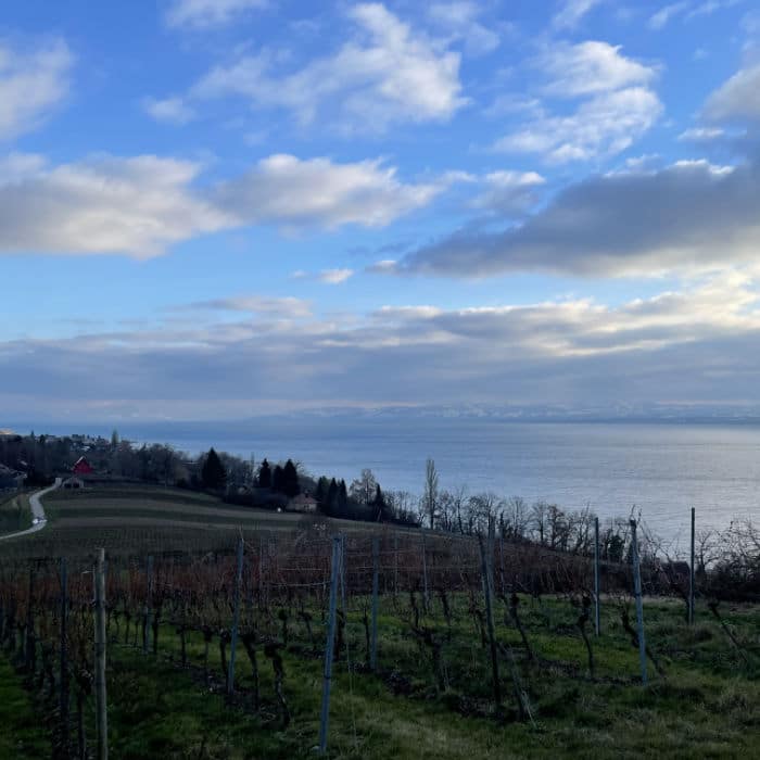 Blick über Bodensee mit Weinbergen im Vordergrund
