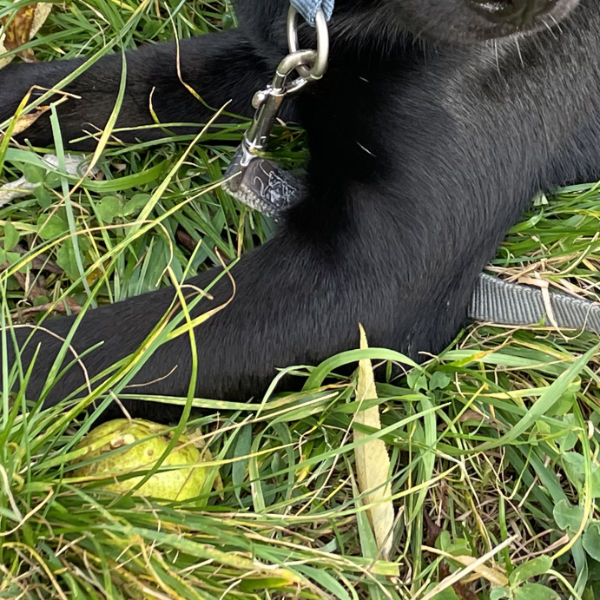 Vorderbeine eines Hundes