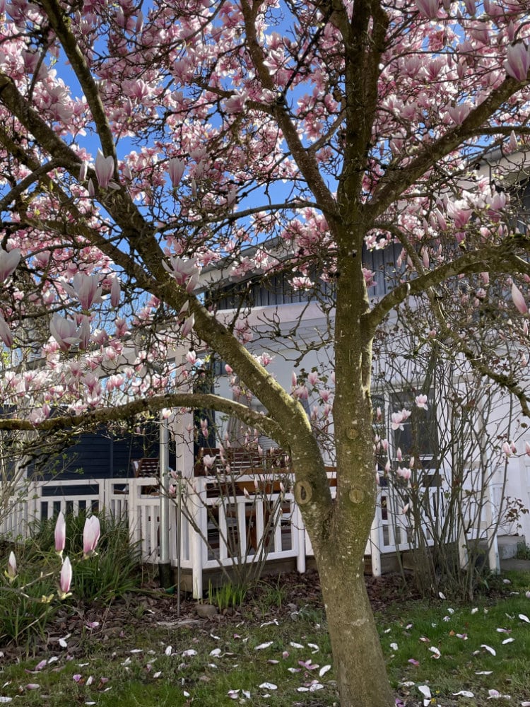 Die Terrasse des Ferienhauses vom Garten aus.