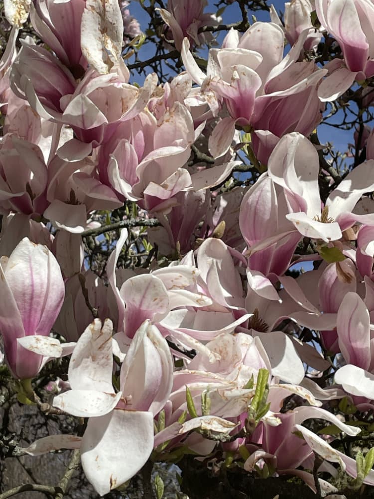 Magnolienblüte