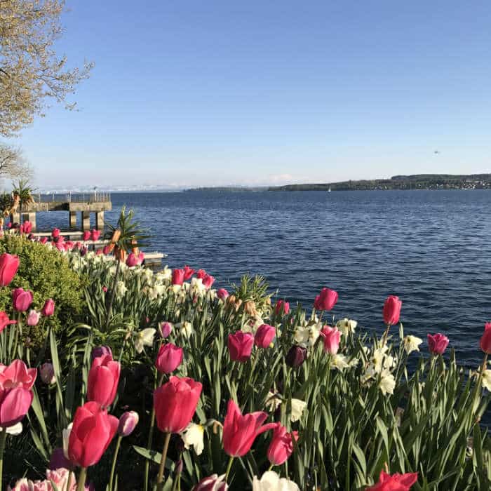 Tulpenblüte am Ufer des Bodensees mit Steg