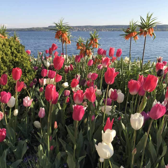 Tulpenblüte am Ufer des Bodensees